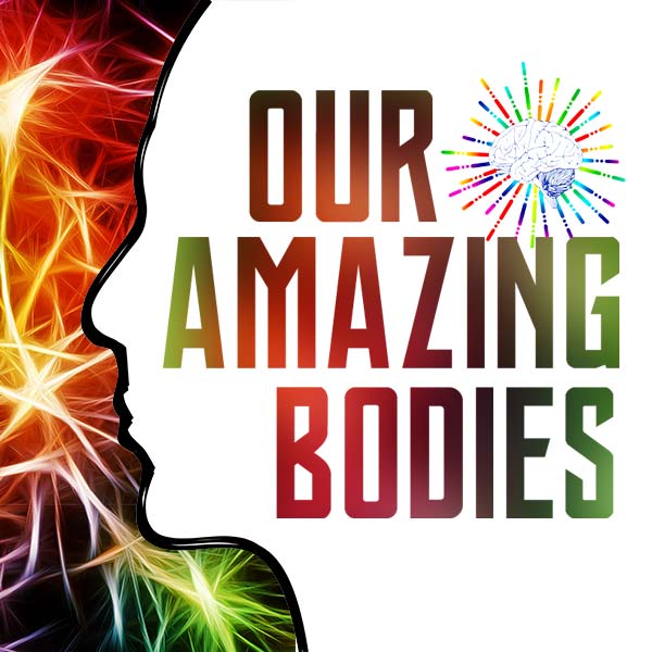 our amazing body